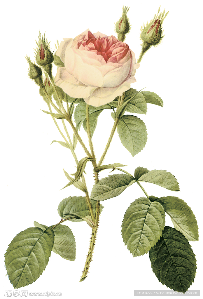 植物 花卉 油画 装饰画