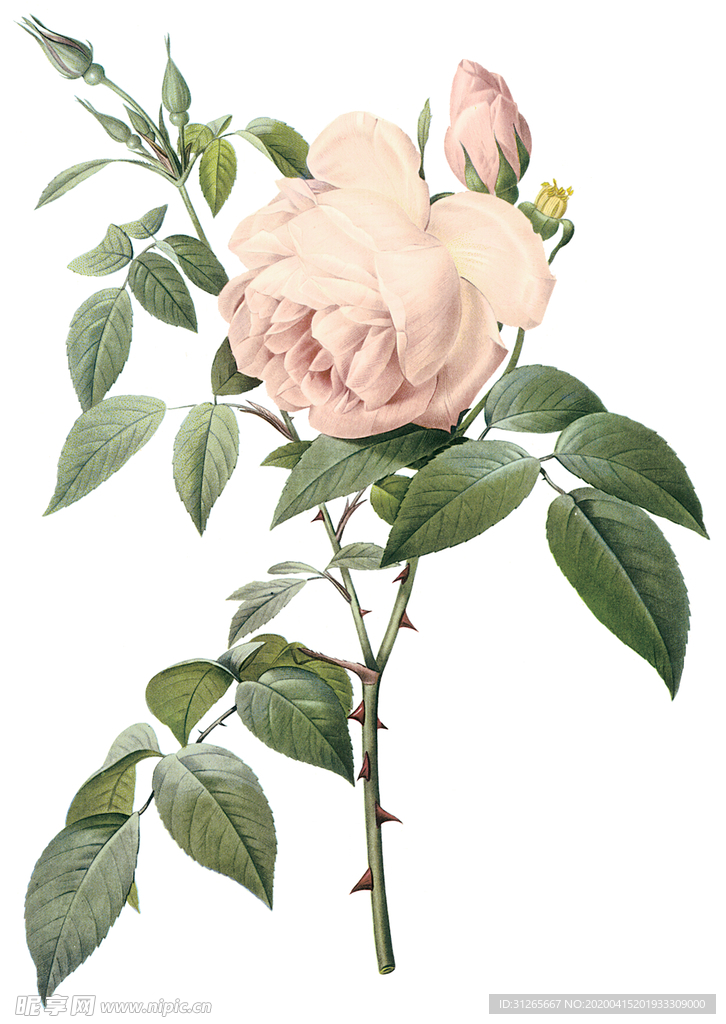 植物 花卉 油画 装饰画