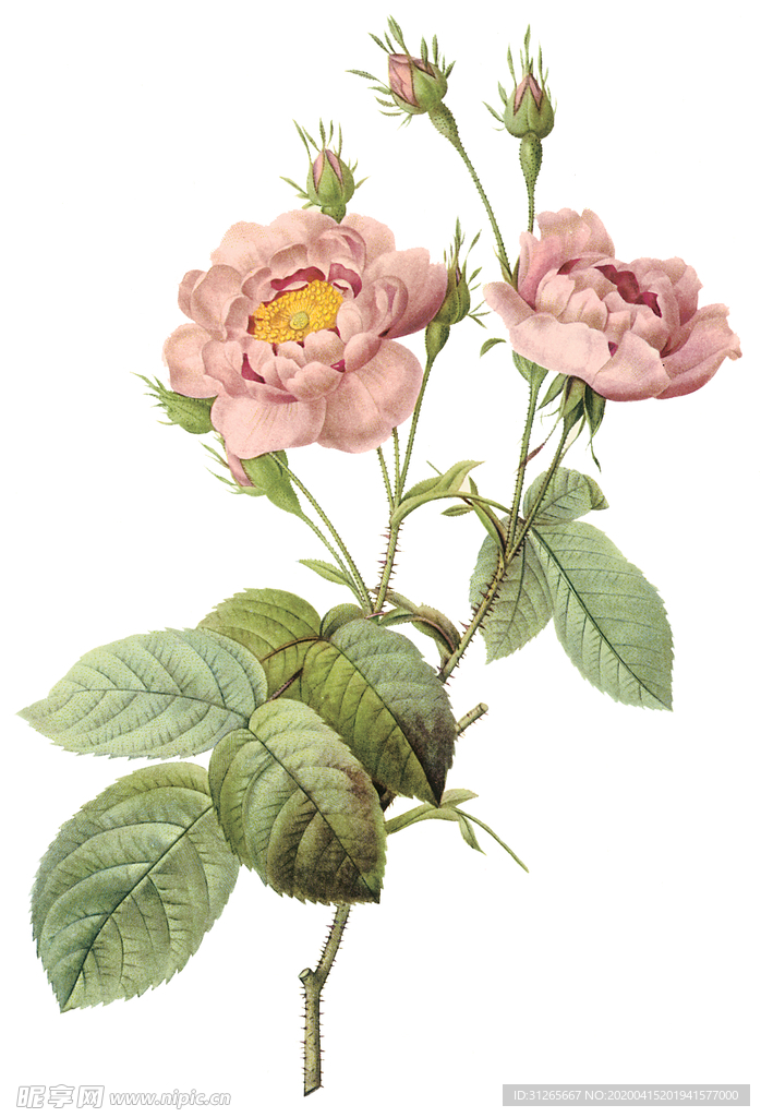 植物 花卉 油画 装饰画