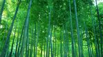 竹林