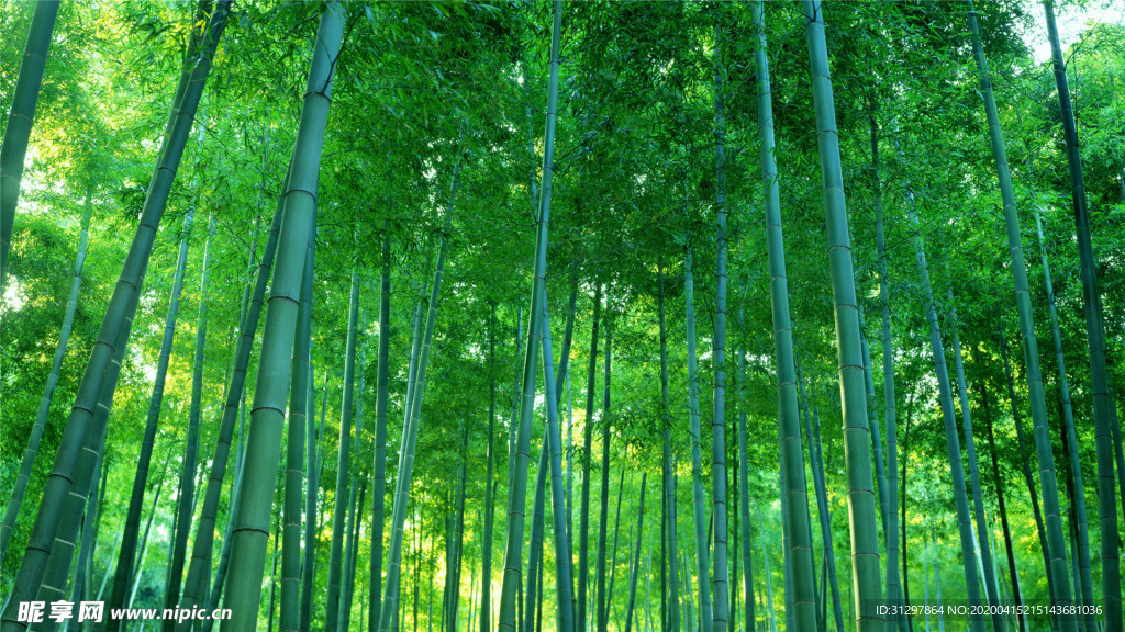 竹林
