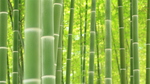 竹林