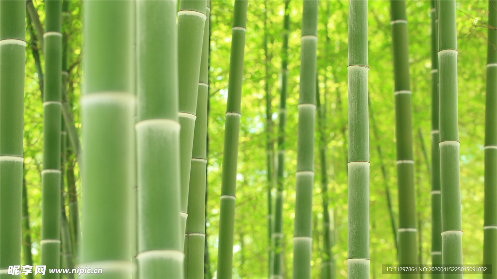 竹林