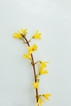 迎春花