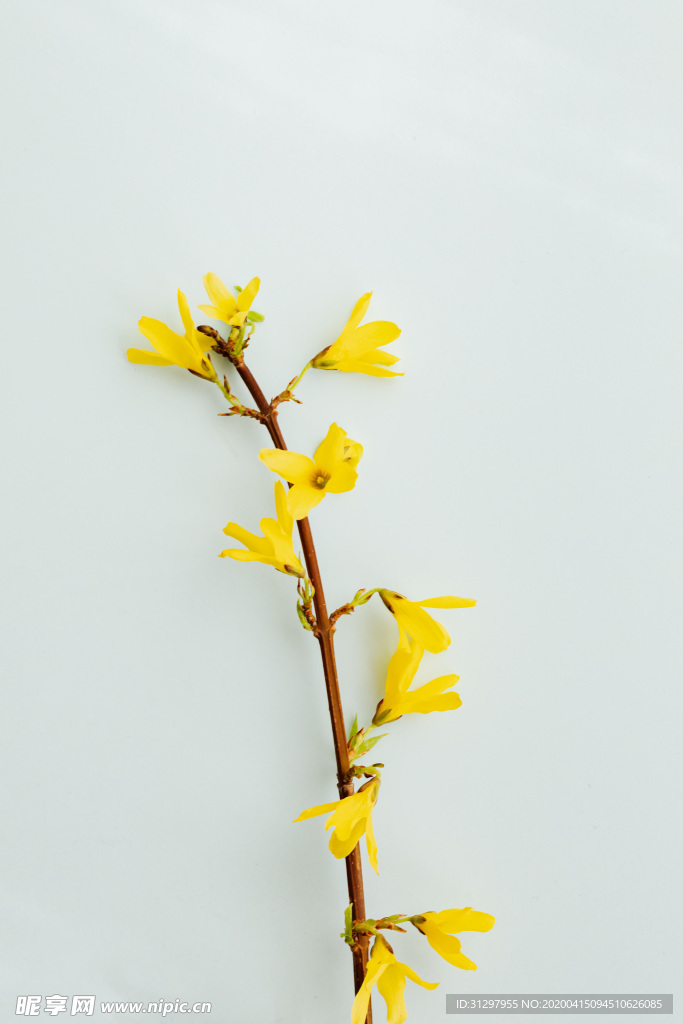迎春花