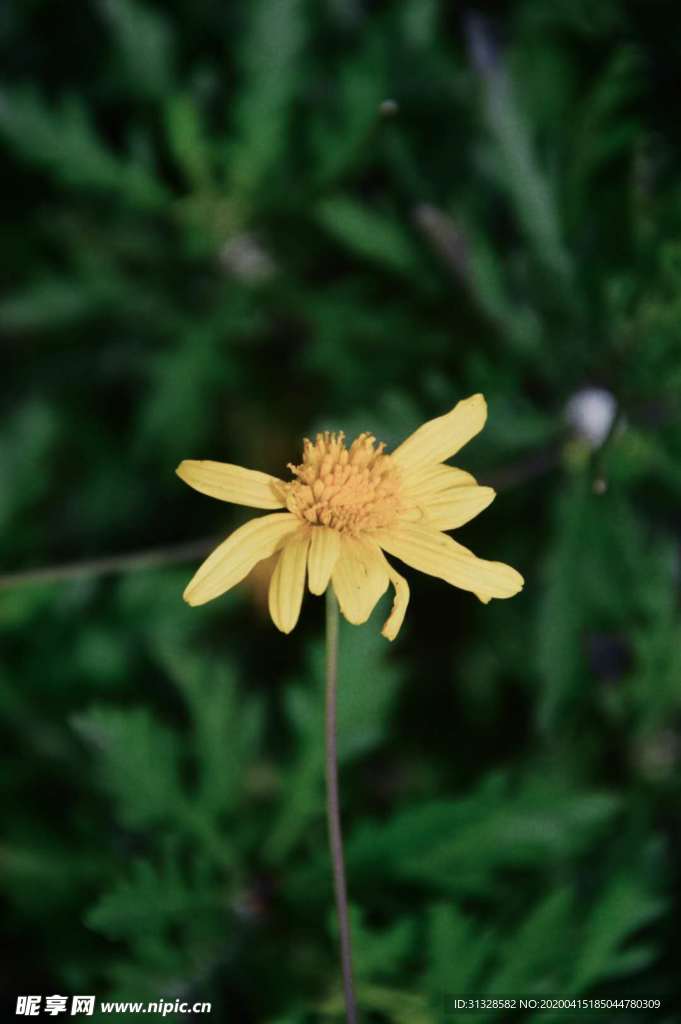 黄金菊