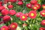 雏菊