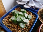 多肉  龟甲 牡丹  植物