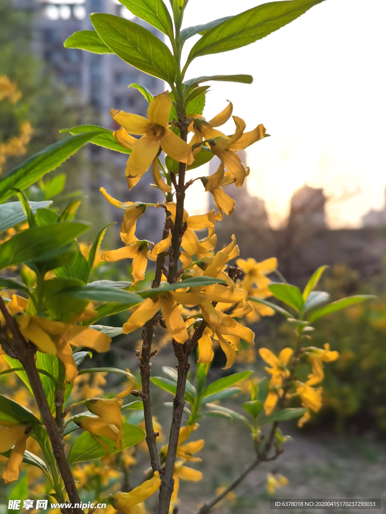 迎春花
