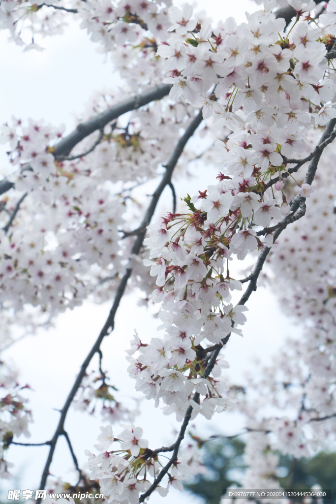 樱花