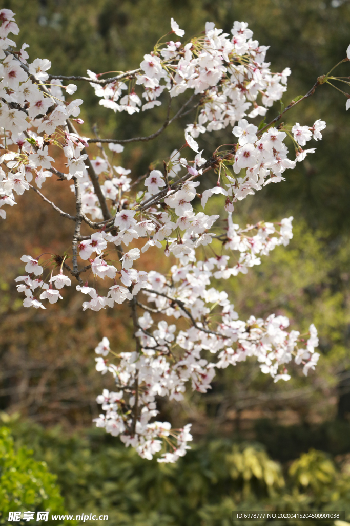 樱花