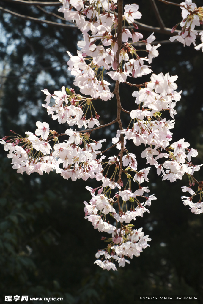 樱花