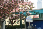 海棠花