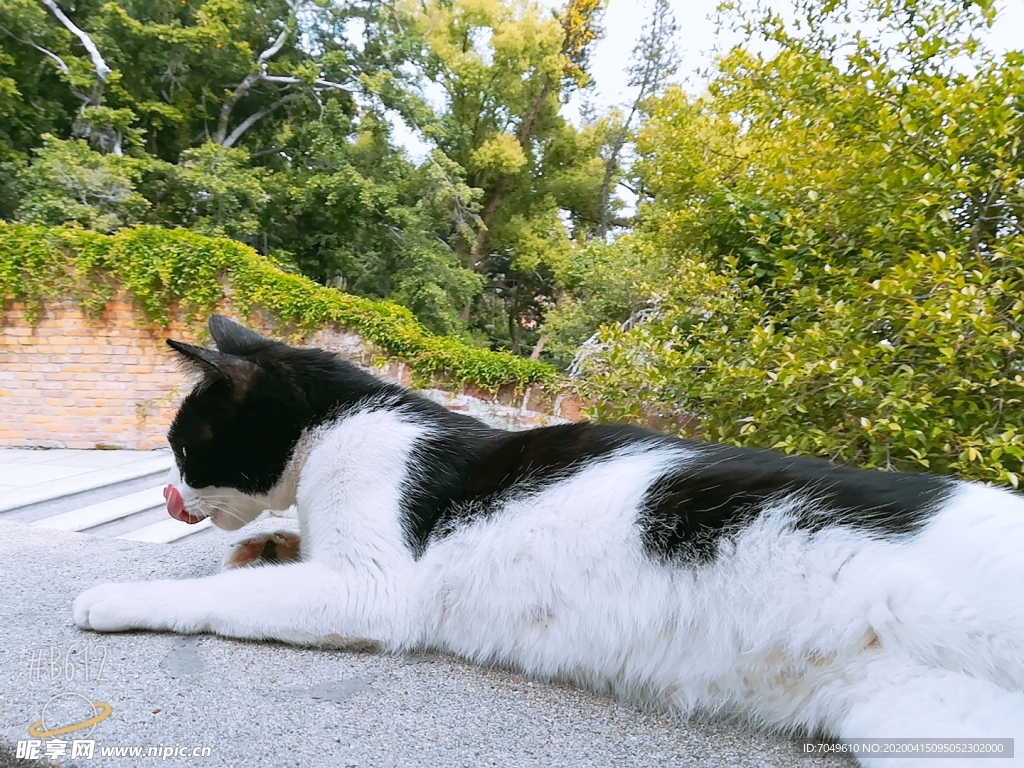 猫