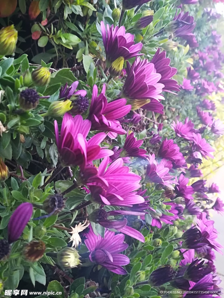 蓝目菊