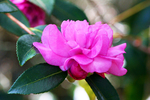 茶花