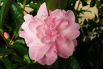 茶花