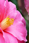 茶花