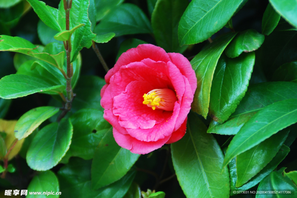 茶花