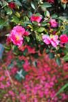 茶花