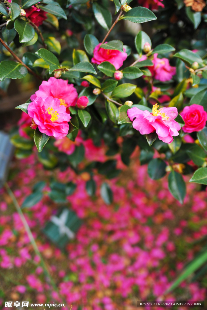 茶花