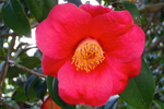茶花