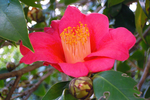 茶花