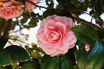 茶花