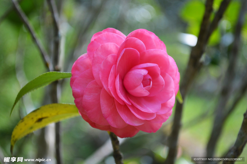 茶花