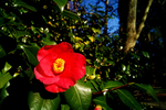 茶花
