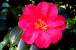 茶花