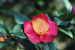 茶花