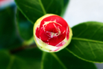 茶花