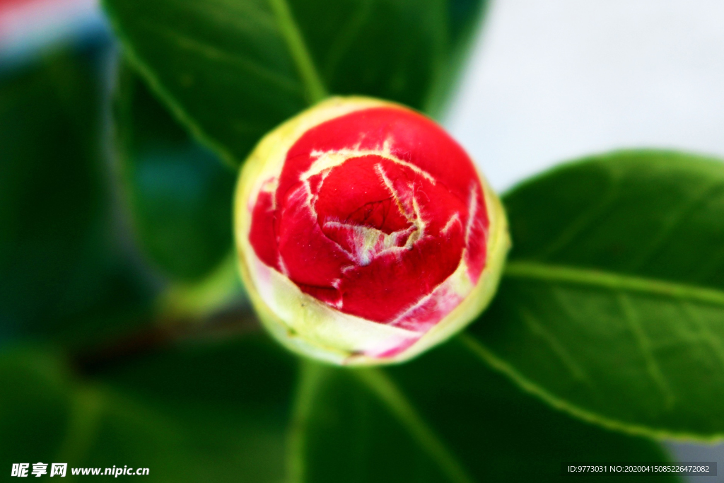 茶花