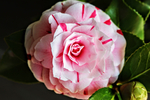 茶花