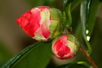 茶花