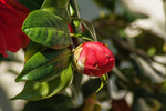 茶花
