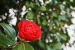 茶花