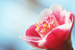 茶花
