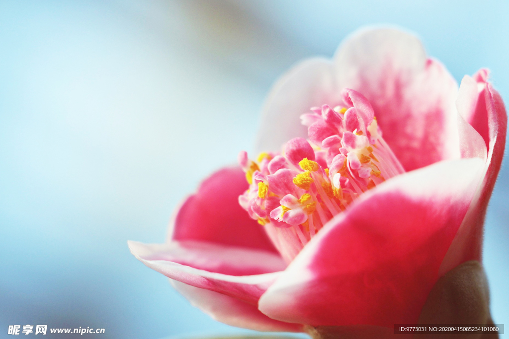 茶花