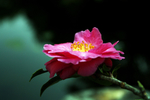 茶花