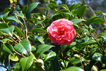 茶花