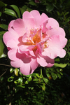 茶花