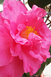 茶花
