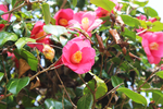 茶花