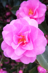 茶花