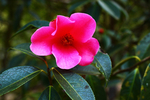 茶花
