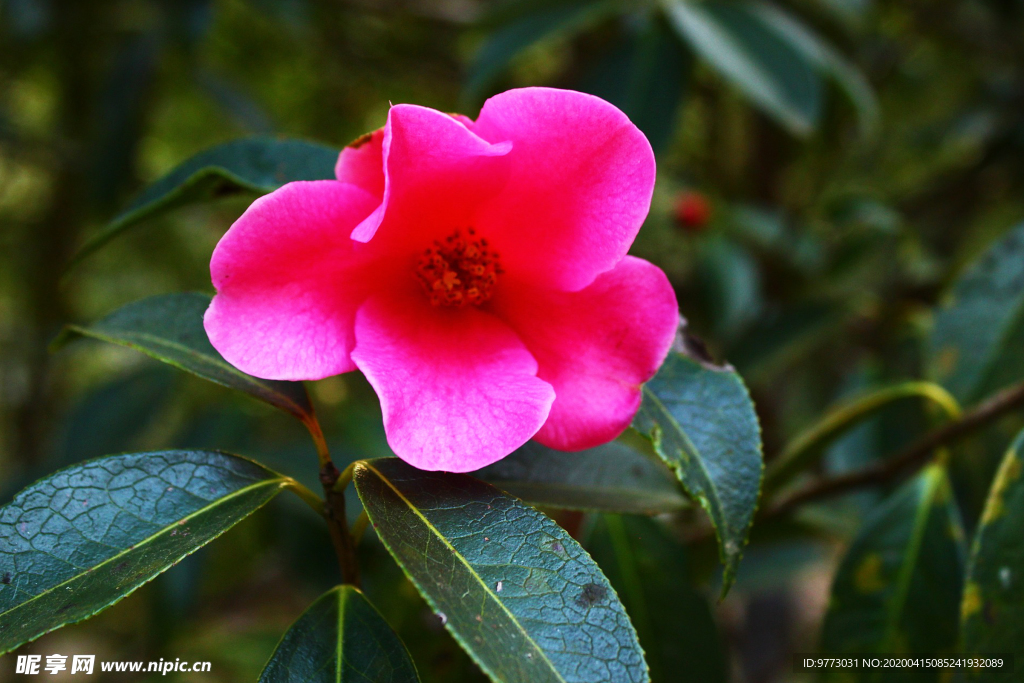 茶花