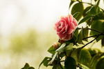 茶花