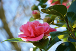 茶花